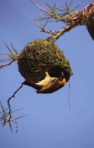 Weaver Bird in South Africa, Nest Building 